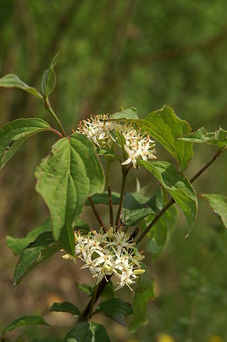 Cornus sanguinea